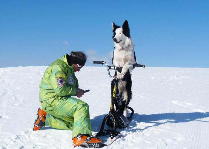 dog-riding-scooter-in-courchevel